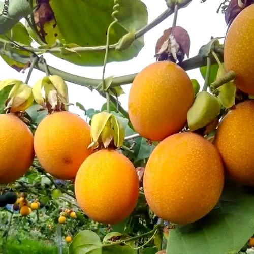 Benih Markisa Madu Konyal - 25 Biji Siap Semai 1