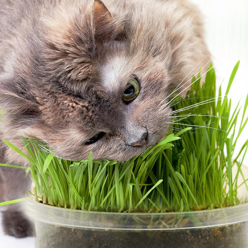 Product Introduction of [High Germination] 100% Natural Organic Cat Grass Seeds for Planting (50 Seeds Per Pack) Vegetable Seeds Hydroponics Plants Wheat Grass Seed Healthy Food for Cats Cat Snacks Potted Live Plants for Sale Real Plants Flower Seeds Easy To Grow Singapore 6