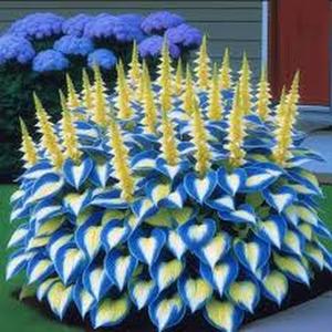 Semillas de Hosta Variegadas 100 Granos Variedades de Color y Forma Fácil de Cultivar Resistente a la Sombra para Jardines Pequeños Balcones y Patios