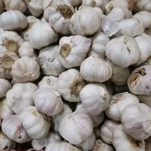Bawang Putih Sinco 1 kg Murah dan Berkualitas Bawang Putih Sinco 1 kg Murah dan Berkualitas