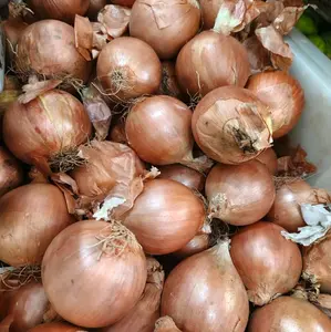 Bawang Bombai super segar Fress murah meriah