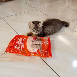 Dry Food Cat  Pussbite Mother & Kitten Dry 400gr - Makanan Kering Anak Kucing