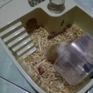FOCAT Kandang Hamster F32 Kandang Hamster Portable Desain Transparan/Rumah Hamster/Tempat Bermain Hamster