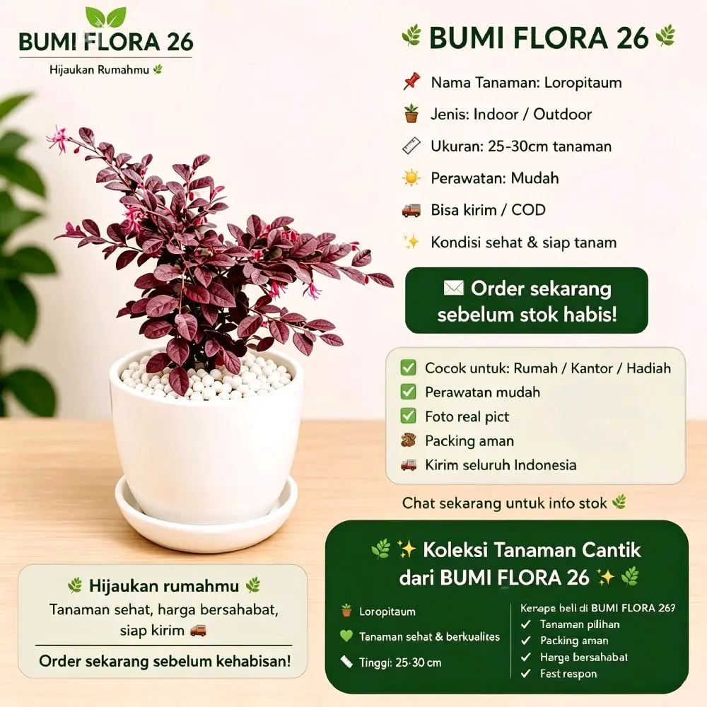 Tanaman hias Bidara merah - Tanaman hias lorophitalum Bunga merah