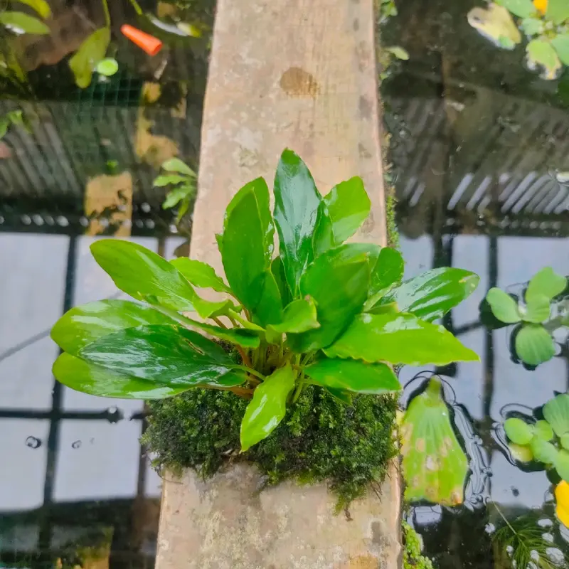 ornamen sintetis tanaman lempeng pakis 2