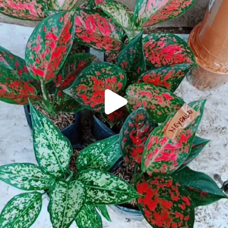 tanaman aglonema (paket merah isi 5) 3