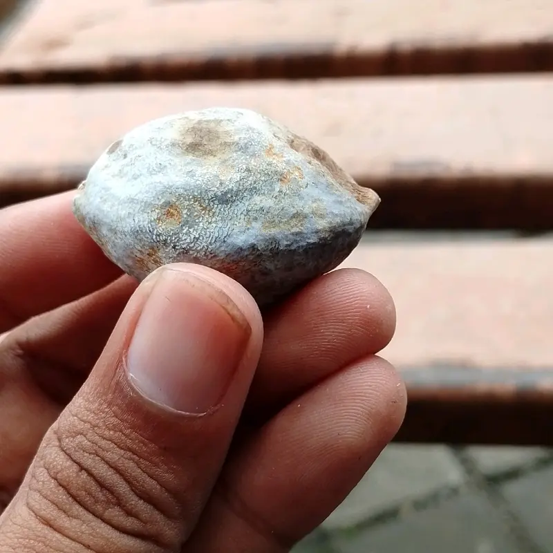 ready stock jawa si keras  ( jayanti jawa) // si keras 4