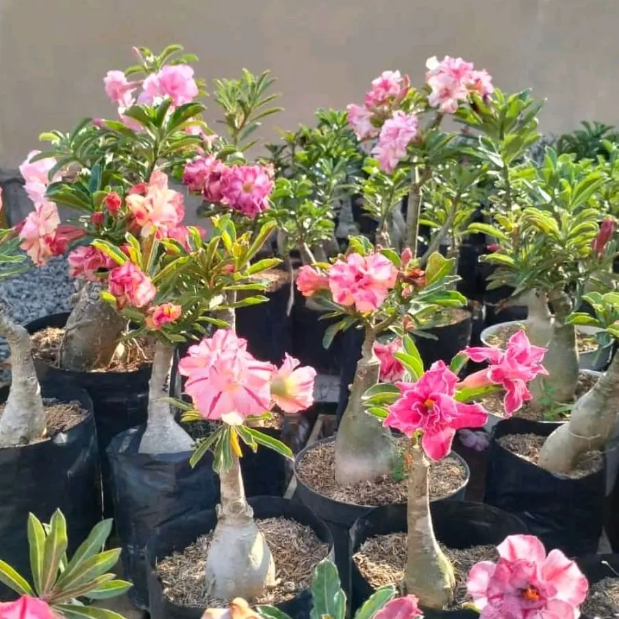 Tanaman Hias Adenium Grafting - Kuat dan Tidak Mudah Mati