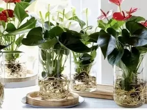 Mickey Mouse Bisa Hidup Di Air Tanaman Hias Mickey Mouse Tanaman Indoor Bunga Hias