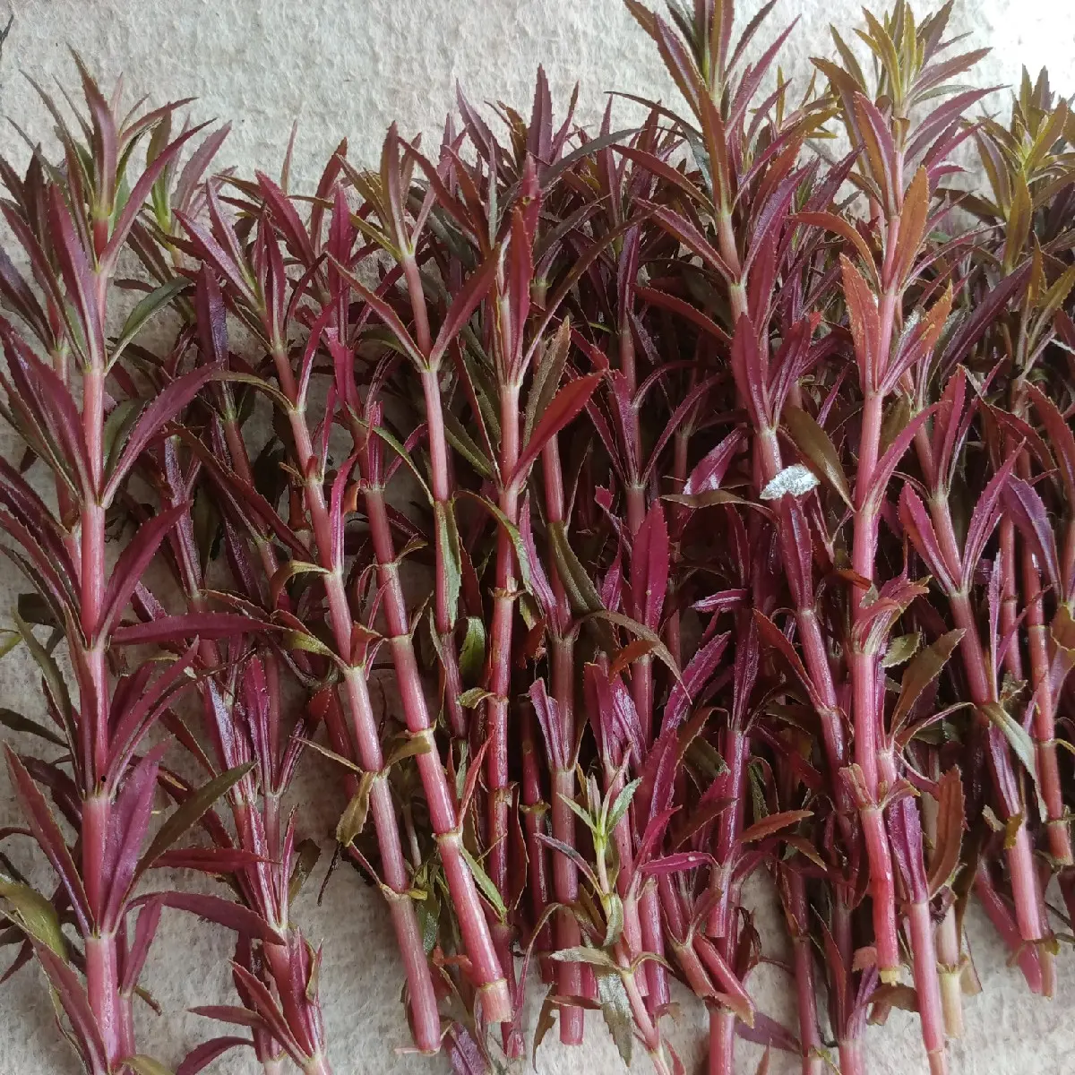 tanaman sintetis limnopilla aromatika hiasan akuarium