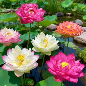 100 Granos,Semillas de Loto,Cinco Variedades Diferentes,Para Jardines Acuáticos,Estanques y Balcones,Purifica el Agua,Fácil de Cultivar,Floración Rápida