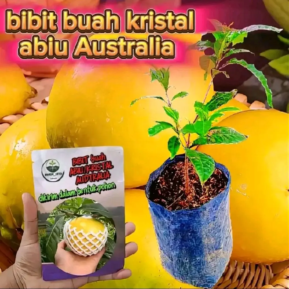 benih buah kristal jumbo asli sedling cepat berbuah