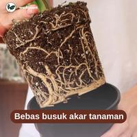 Gambar Lechuza Pon - Soil Free Media Tanam Super Porous Tanaman Hias dari workplant official Kota Surabaya 2 Tokopedia