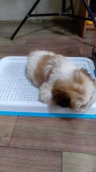 Product Review of 【D One】 Pet dog potty training mat Waterproof urinal mat indoor, pet dog training pee from M**e 0