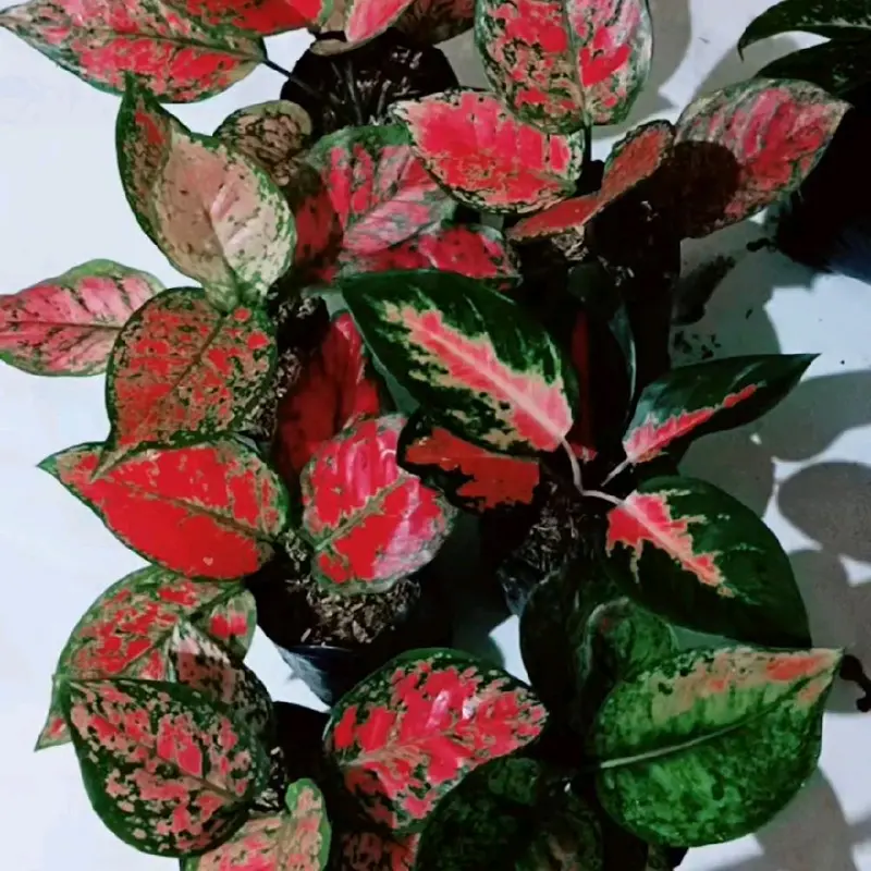 tanaman aglonema (paket merah isi 5) 6