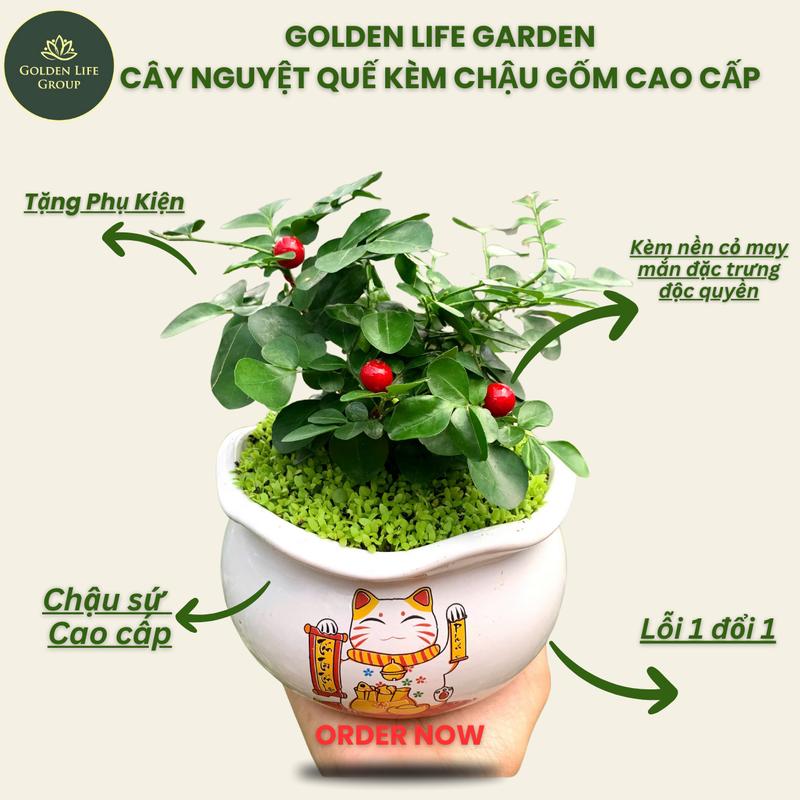  Cây Nguyệt Quế Mini trồng chậu gốm sứ cao cấp decor văn phòng nhà cửa cửa hàng. GIAO MẪU CHẬU NGẪU NHIÊN. Cây phong thuỷ mini để bàn. Cây phong thuỷ theo mệnh 