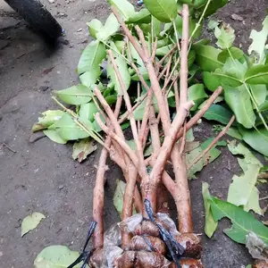 frees cangkok jambu air citra jumbo