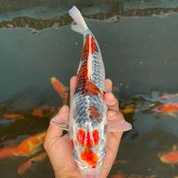 Gambar ikan koi blitar /red kujaku 35 cm dari cemani farm koi Kota Administrasi Jakarta Selatan 1 Tokopedia