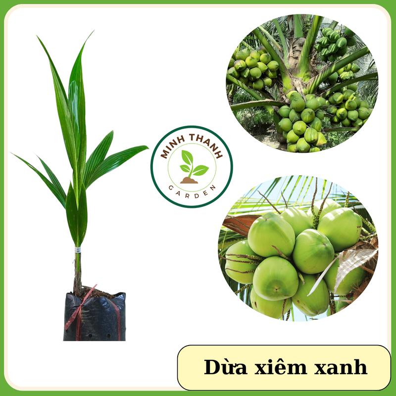  Cây Dừa Xiêm Xanh cây dừa xiêm xanh năng suất cao 