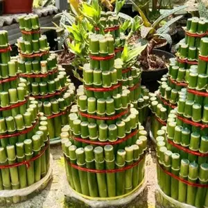 Bambu Hoki 5 Susun - Bambu Hoki Keberuntungan - Sri Rezeki