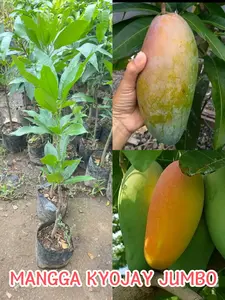 Bibit Mangga Kiojay Jumbo Asli Tanaman Buah Kyojay Hasil Okulasi Super Genjah Unggul Bisa Tabulampot