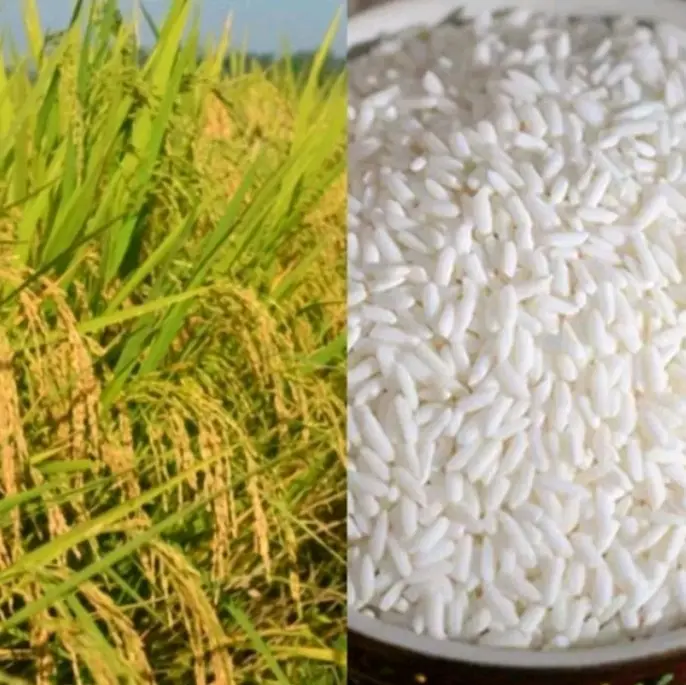 Murah  !!! 1Kg Benih Padi Ketan Putih Grendel Super Siap Tanam
