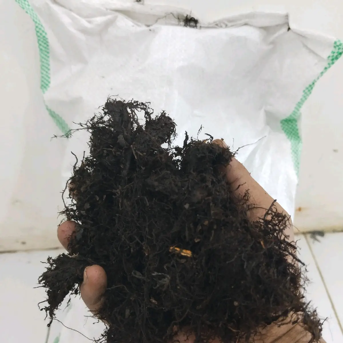 Moss hitam steril 500gram siap pakai