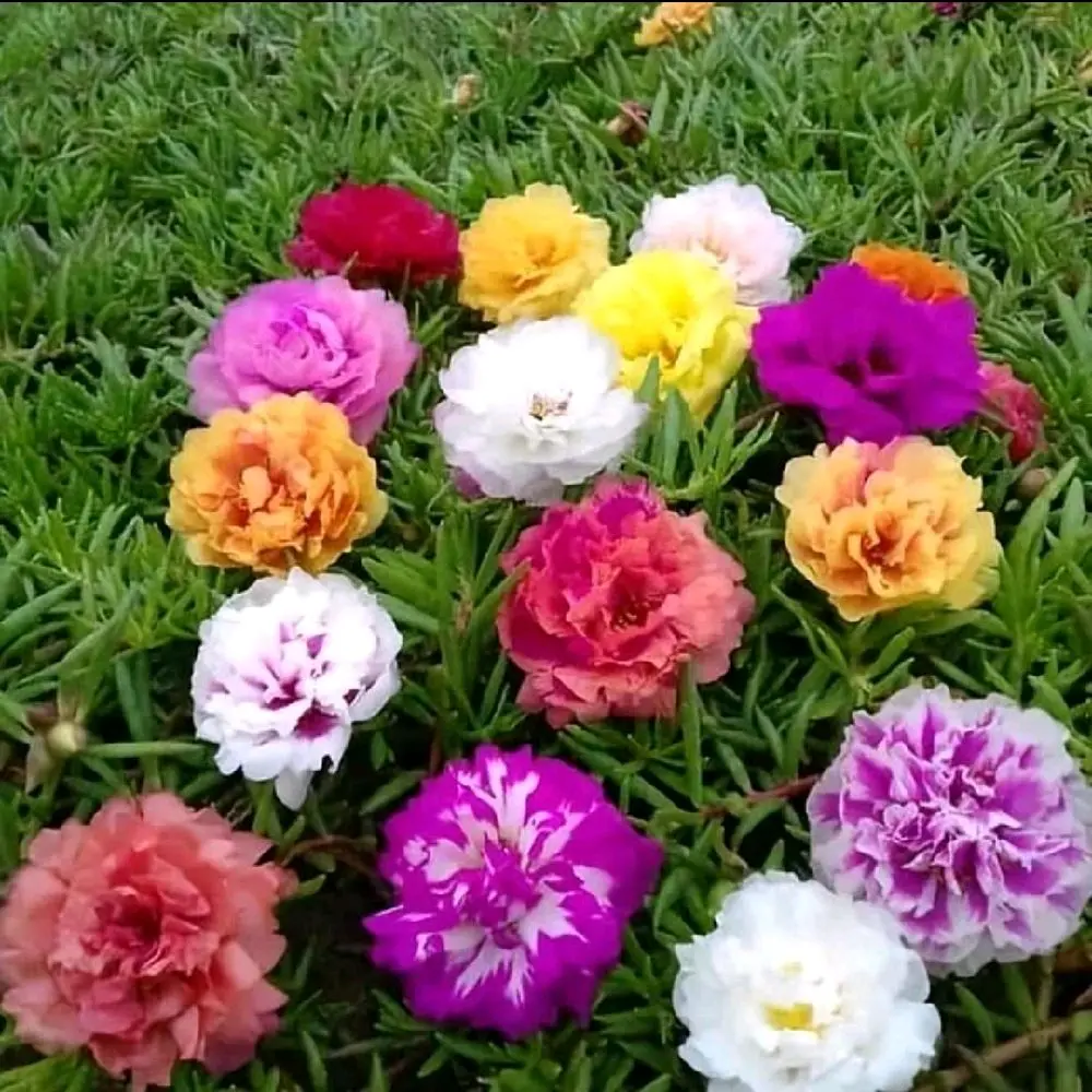 Milalaseed 500 Biji Benih Bibit Bunga Mossrose Portulaga Mix Warna Warni Cantik Kualitas Unggul untuk Taman Indah
