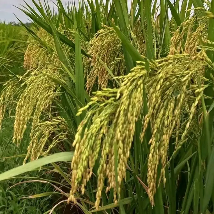 BENIH PADI SIAM SIAM KEMASAN 5KG KUALITAS BENIH PADI UNGGUL 1