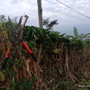 Gunting Pemotong Rumput Dahan Pohon Tanaman Taman Kebun gunting besar kapusi japan