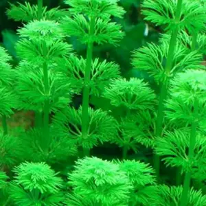Limnofila sesilisflora paket 10 batang tanaman aquasca hiasan aquarium