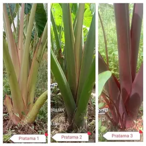 ups (PAKET 20 BIBIT) TALAS PRATAMA 1 2 3 , silahkan dipilih