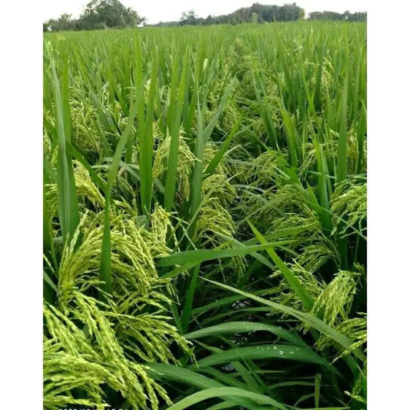 Benih/Bibit padi sertani 13 berkualitas supper unggul kemasan 1kg kelengkeng 1