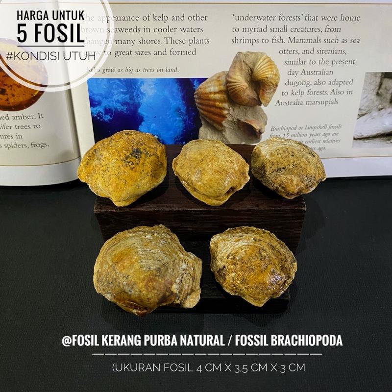 Fosil Kerang Purba Natural A31 atau Fossil Brachiopoda atau - Shop ...