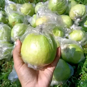 Jambu Kristal Ambal, Kebumen (Per 1 Kg isi 4-6 biji)