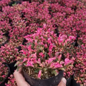 ￼Tanaman Hias Krokot Merah, Rumput Krokot Merah