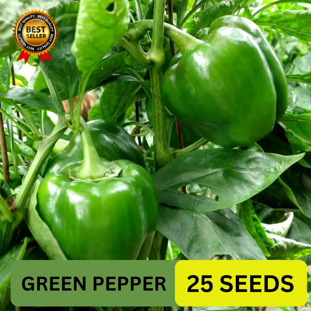 VALUE PACK (25 SEEDS) - GREEN PEPPER SEEDS FOR PLANTING/HYBRID/EASY TO GROW/BIG FRUIT