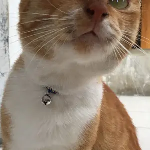 Kalung Kucing Prusik | Lonceng Bunyi Nyaring | Tali Bervariasi Warna Warni | Kalung Kucing Adult dan Kitten