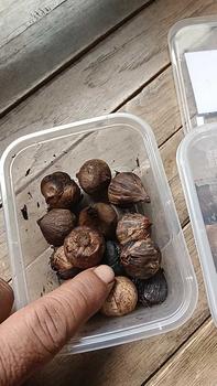 Product Review of Black Garlic Tunggal Manika 250g Bawang Hitam Lanang Kualitas Pilihan from s**a s**n 0
