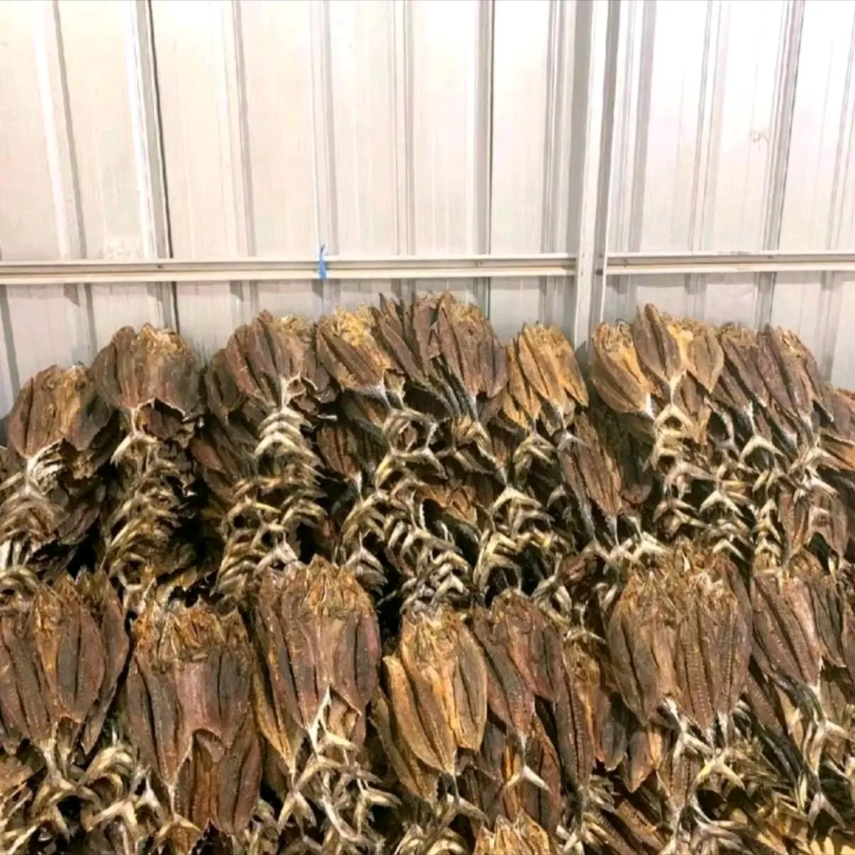 PROMO TONGKOL 2KG JURAGAN
