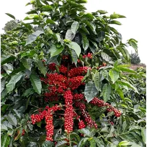Promo besar Bibit Kopi Arabika Brazil 40 Benih untuk Tanam di Dataran Tinggi atau Rendah Kualitas Terbaik Cocok untuk Pemula dan Profesional