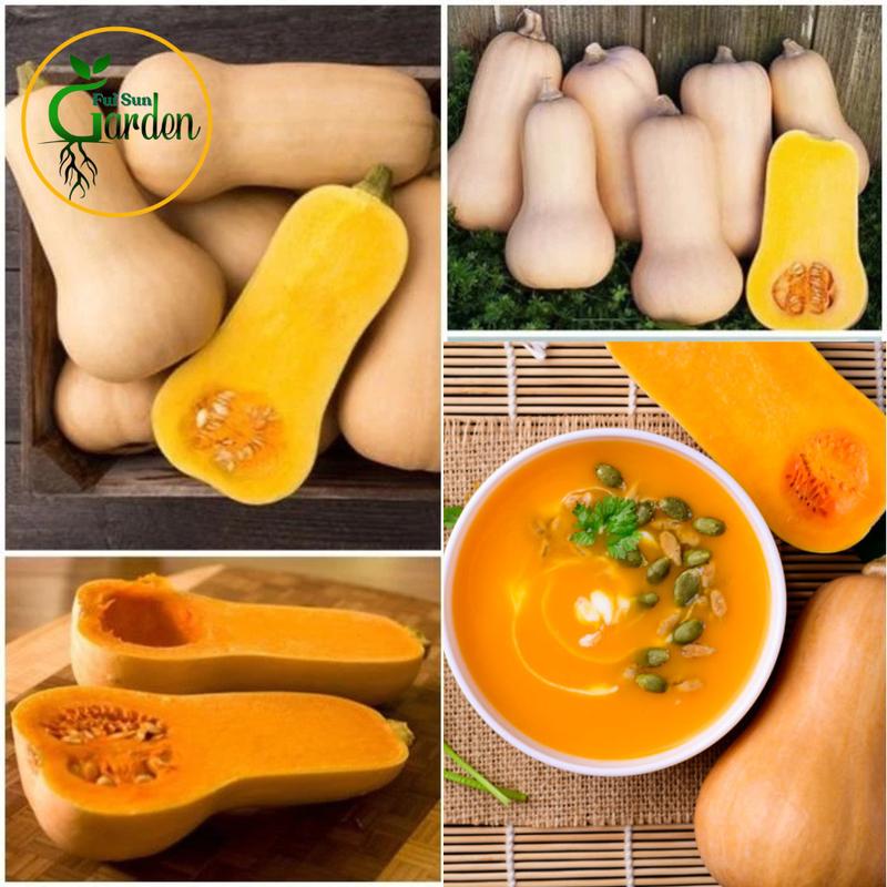 Fui Sun Garden -Biji Labu Madu, Rahsia Lebah, Biji Labu Berdaging ...