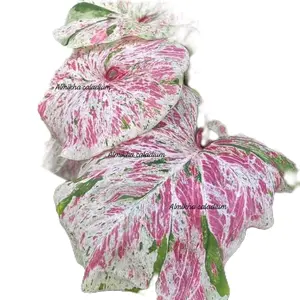 caladium jetchira size anakan keladi hias