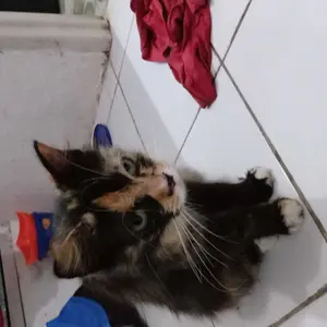 kalung kucing premium motif kaki lonceng 22mm ufo