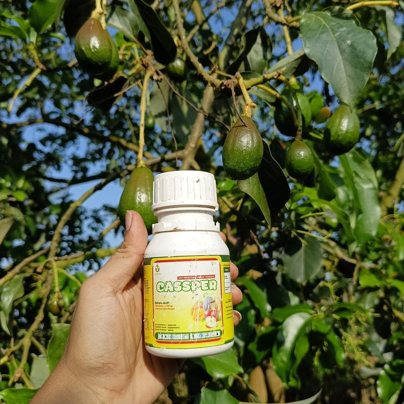 CETROS~ Zpt Cassper Pemacu Pembuahan Diluar Musim / Pupuk Cassper Perangsang Pembuahan Semua Jenis Tanaman Buah / Pupuk Pelebat Buah / Pupuk Pembuahan / Booster Buah / Bosster Durian Lengkeng Mangga 4
