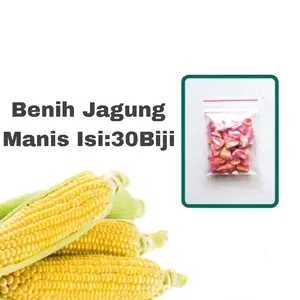 Benih Jagung Manis Unggul - Benih Sayuran Seribuan