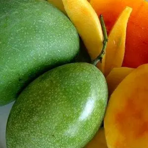 bibit mangga manalagi, hasil okulasi cepat berbuah, ketinggian sekitar 60cm