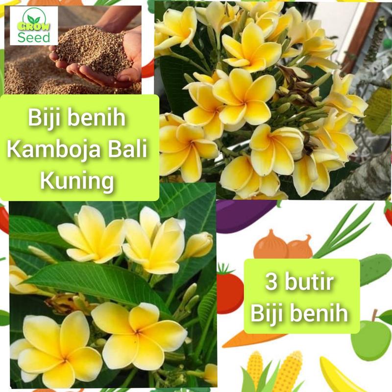 Product Introduction of 3 butir biji benih tanaman bunga Kamboja Bali kuning siap semai 1
