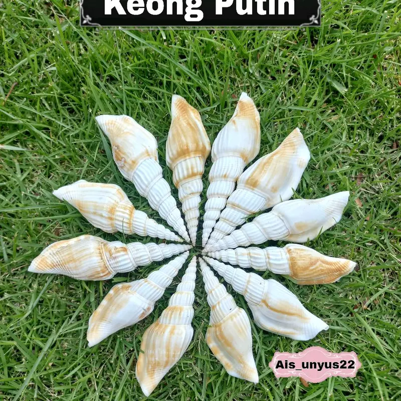 Bahan cangkang Kerang / Bahan prakarya / Bahan untuk kerajinan tangan 3