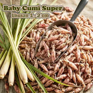 Baby Cumi Rebus Kering Ukuran 1-2 cm Nikmat dan mudah di olah untuk berbagai macam makanan sesuai dengan selera anda